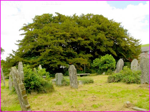 St Cynog’s Yew Tree in Wales is at least 3,000 years old and possibly even 5,000. As such, it has lived through many eras.